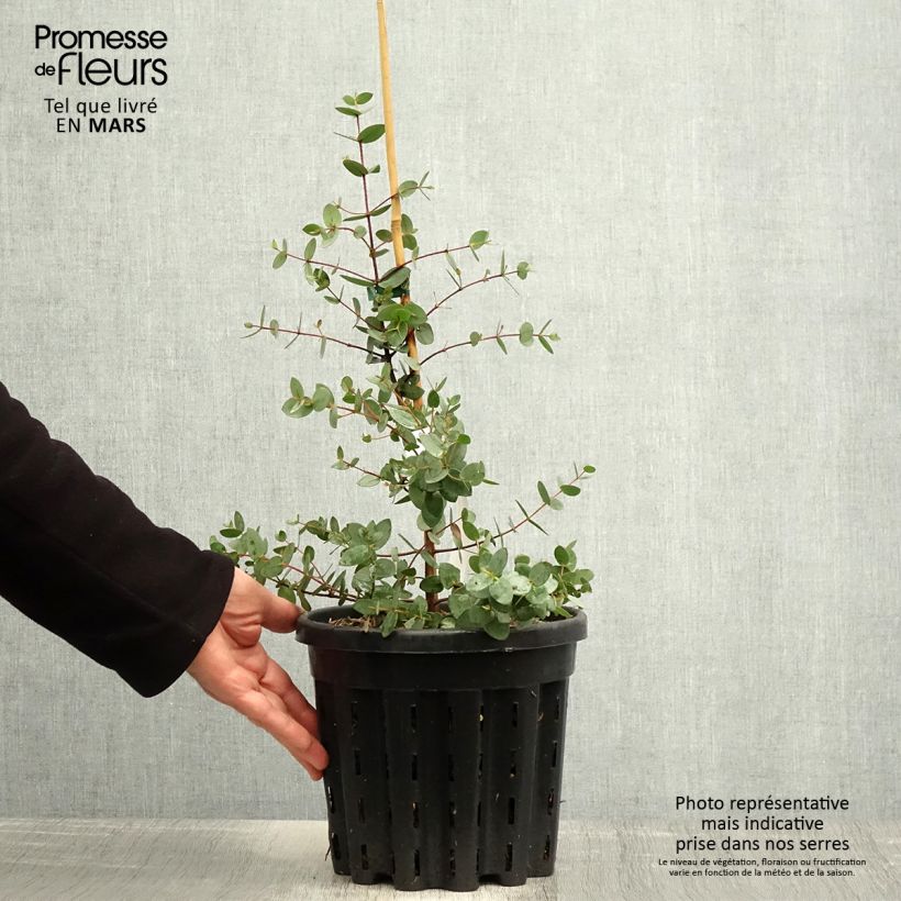 Eucalyptus coccifera Mt Field - Eucalipto Vaso da 4L/5L esemplare consegnato in primavera