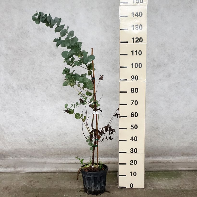 Esemplare di Eucalyptus cordata subsp quadrangulosa - Eucalipto Vaso da 4L/5L come consegnato in autunno