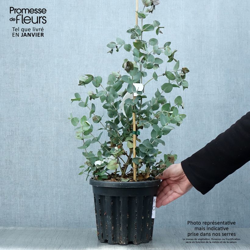Eucalyptus cordata subsp quadrangulosa - Eucalipto Vaso da 4L/5L esemplare consegnato in inverno