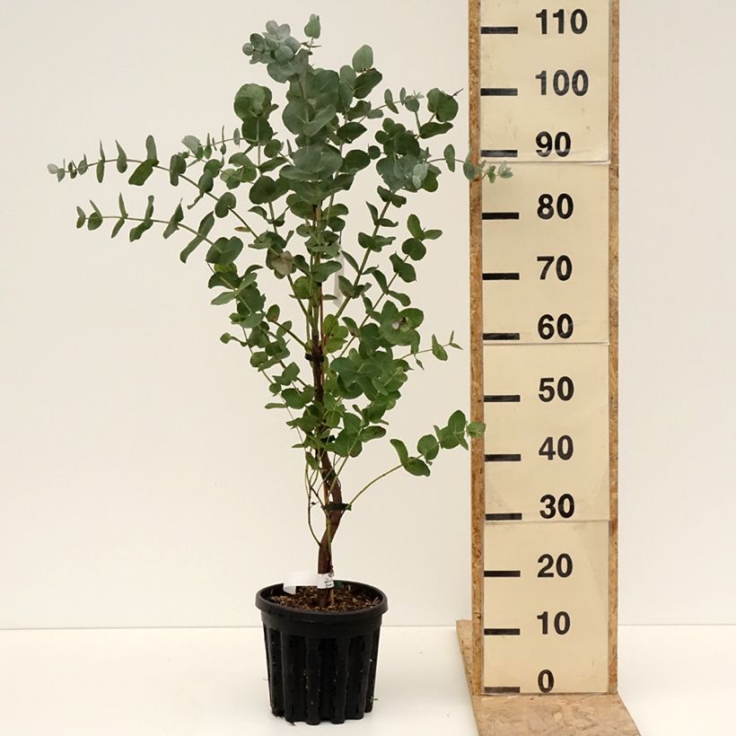 Eucalyptus cordata subsp quadrangulosa - Eucalipto Vaso da 4L/5L esemplare consegnato in primavera