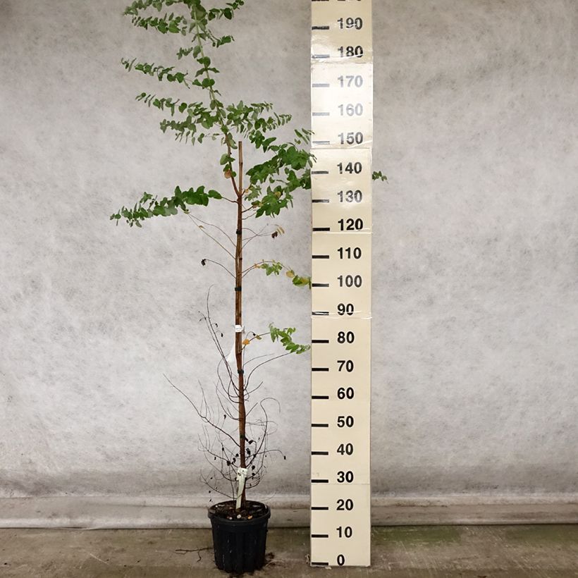 Esemplare di Eucalyptus crenulata - Eucalipto Vaso da 4L/5L come consegnato in autunno