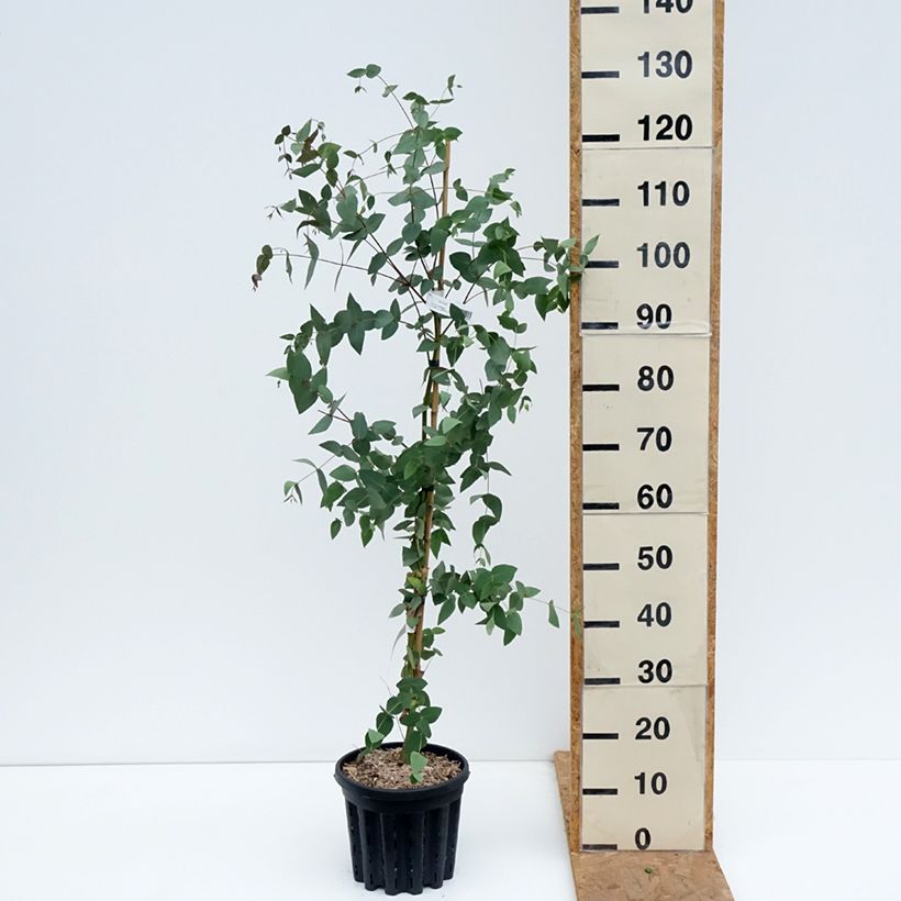 Esemplare di Eucalyptus dalrympleana - Eucalipto Vaso da 4L/5L come consegnato in autunno