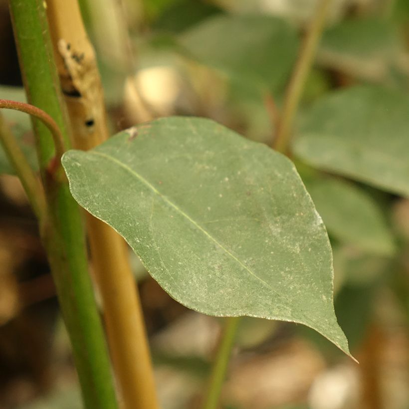 Eucalyptus deanei - Eucalipto (Fogliame)