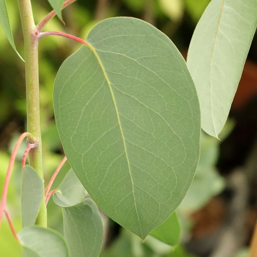 Eucalyptus delegatensis subsp. tasmaniensi - Eucalipto (Fogliame)