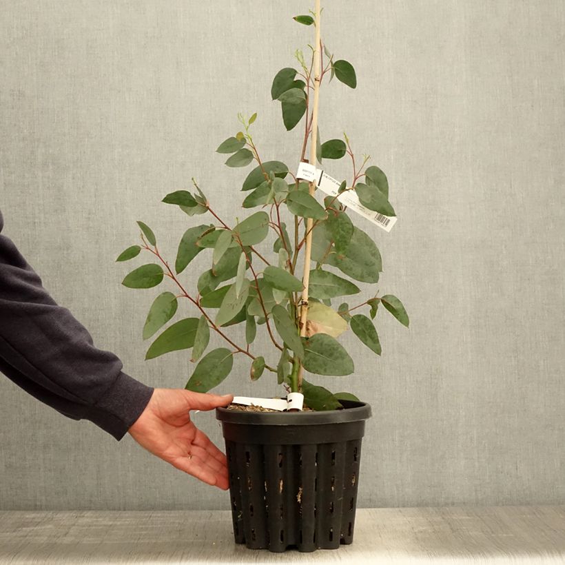 Eucalyptus delegatensis subsp. tasmaniensi - Eucalipto Vaso da 4L/5L esemplare consegnato in primavera