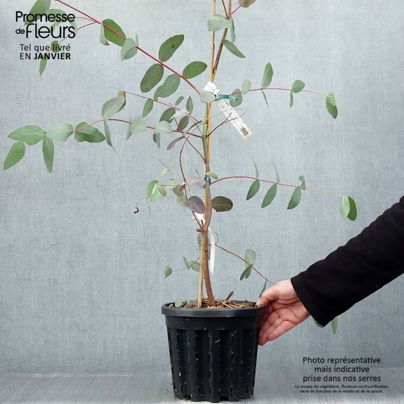 Eucalyptus elliptica - Eucalipto Vaso da 4L/5L esemplare consegnato in inverno