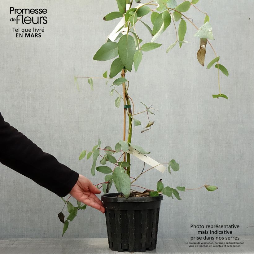 Eucalyptus elliptica - Eucalipto Vaso da 4L/5L esemplare consegnato in primavera