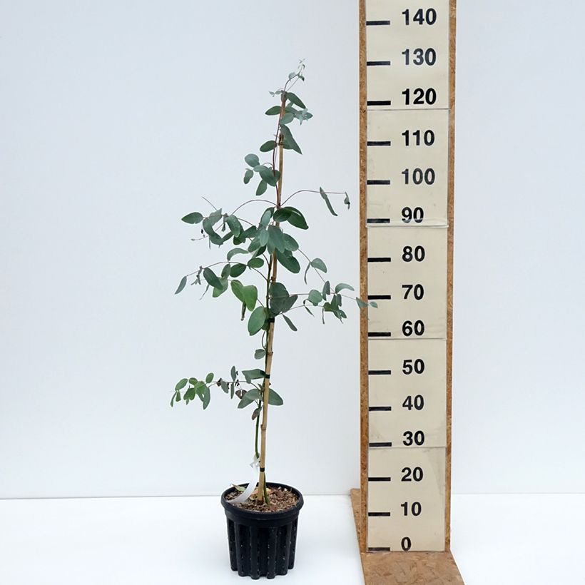 Esemplare di Eucalyptus elliptica - Eucalipto Vaso da 4L/5L come consegnato in autunno