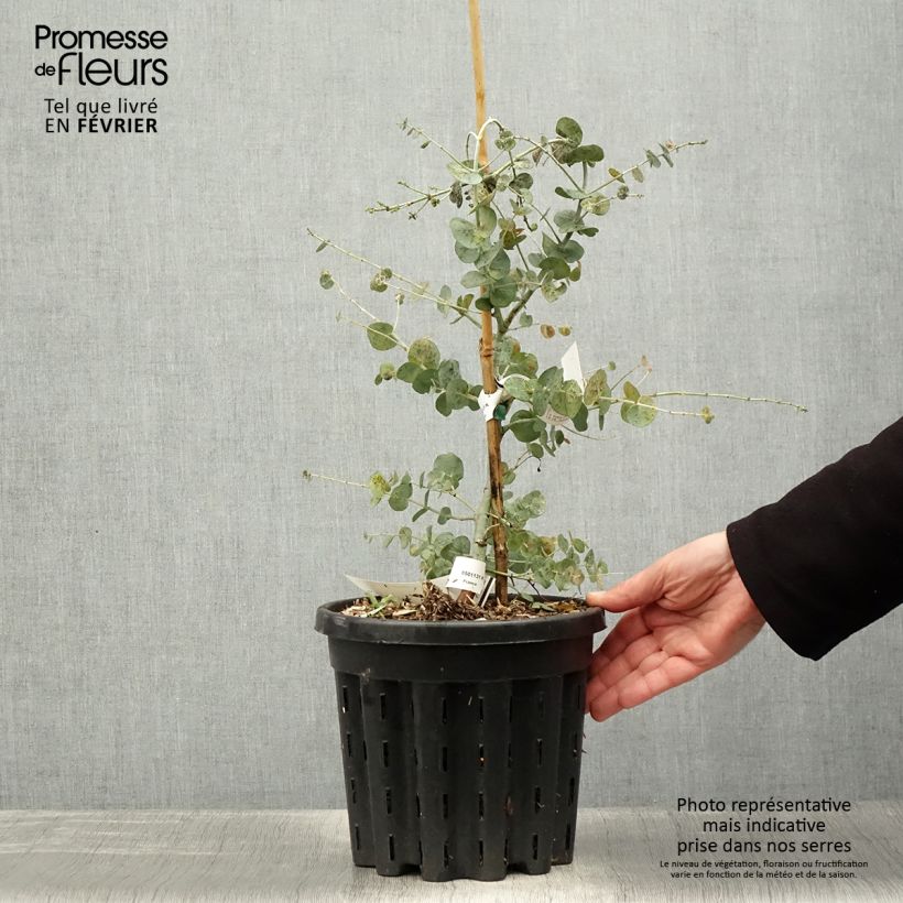 Eucalyptus glaucescens Guthega - Eucalipto Vaso da 4L/5L esemplare consegnato in inverno