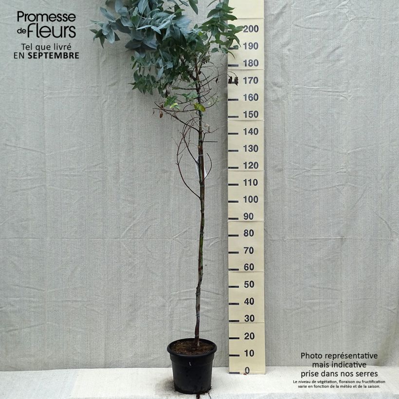 Esemplare di Eucalyptus globulus - Eucalipto Vaso da 7,5L/10L come consegnato in autunno