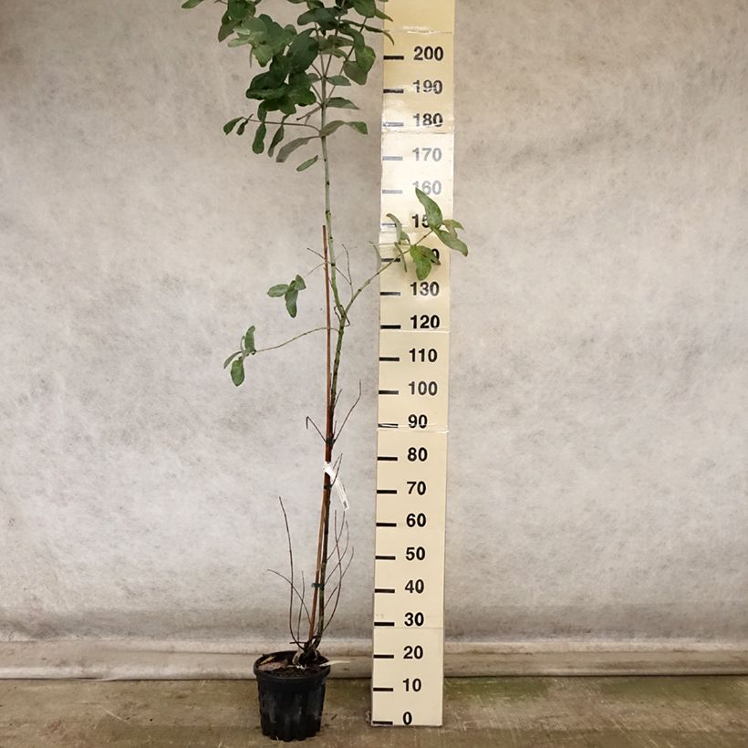 Esemplare di Eucalyptus globulus subsp. bicostata - Eucalipto Vaso da 4L/5L come consegnato in autunno