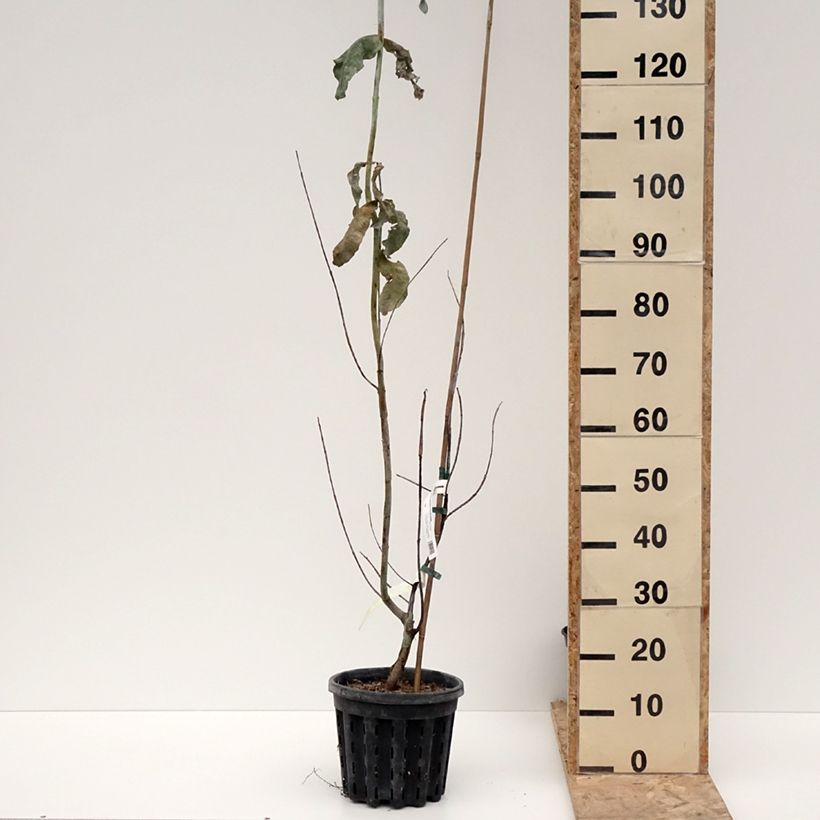 Eucalyptus globulus subsp. bicostata - Eucalipto Vaso da 4L/5L esemplare consegnato in inverno