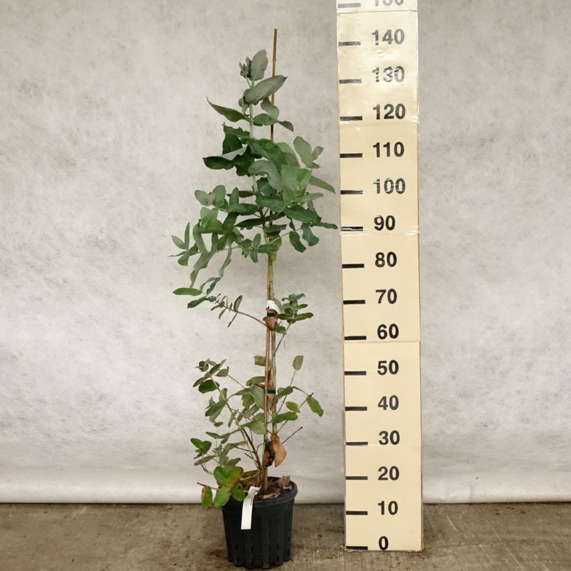 Eucalyptus globulus subsp. bicostata - Eucalipto Vaso da 4L/5L esemplare consegnato in primavera