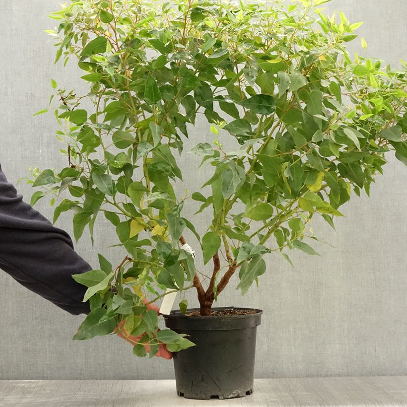 Esemplare di Eucalyptus (x) gomphocephala Kaduri-KKL - Eucalipto Vaso da 6L/7L consegnato in estate