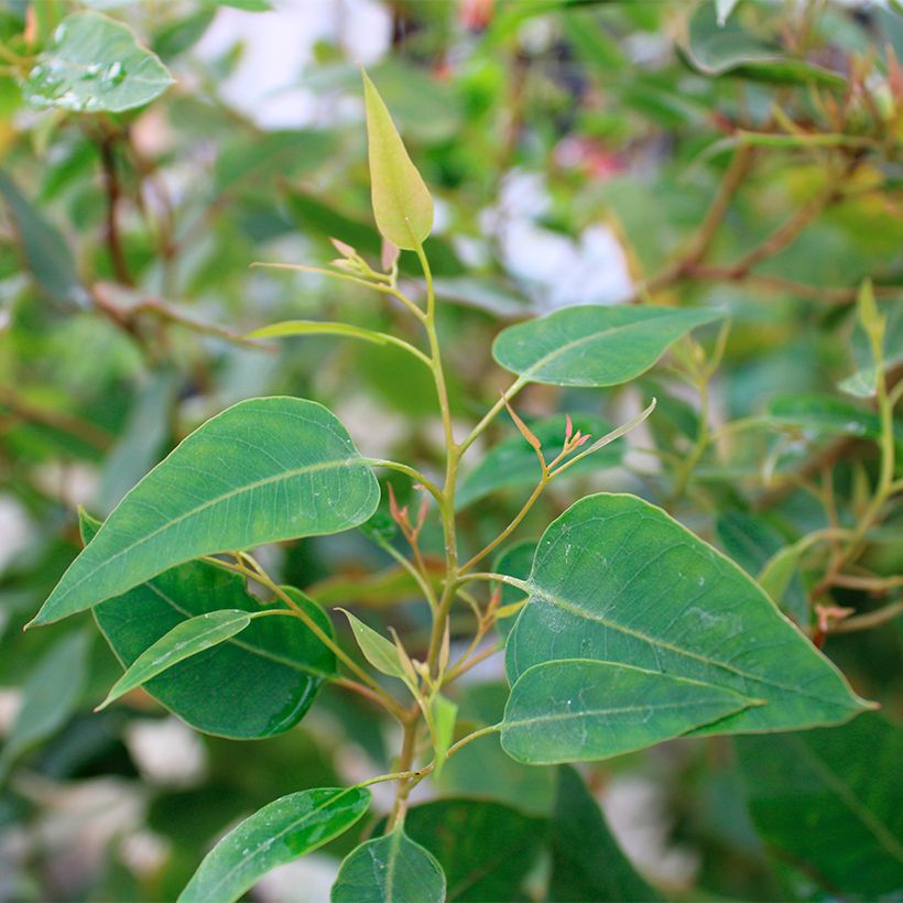 Eucalyptus (x) gomphocephala Kaduri-KKL - Eucalipto (Fogliame)