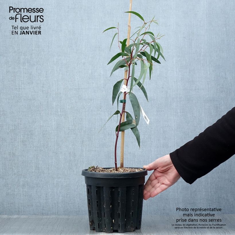 Eucalyptus gregsoniana - Eucalipto Vaso da 3L/4L esemplare consegnato in inverno