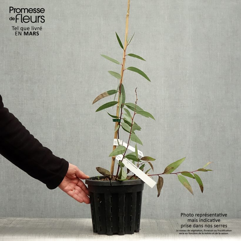 Eucalyptus gregsoniana - Eucalipto Vaso da 3L/4L esemplare consegnato in primavera