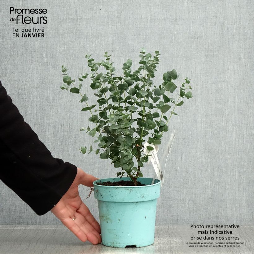 Eucalyptus gunnii Azura Cagire - Eucalipto Vaso da 1,5L/2L esemplare consegnato in inverno
