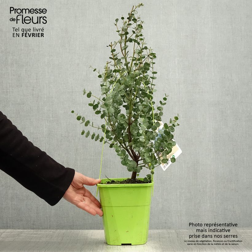 Eucalyptus gunnii Azura Cagire - Eucalipto Vaso da 3L/4L esemplare consegnato in inverno