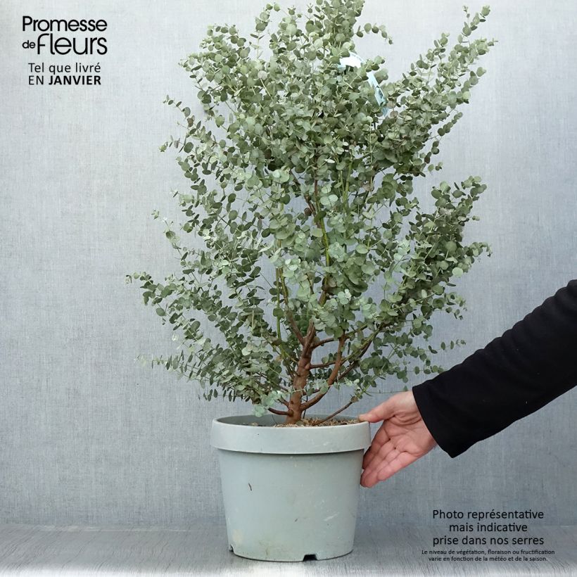 Eucalyptus gunnii Azura Cagire - Eucalipto Vaso da 6L/7L esemplare consegnato in inverno
