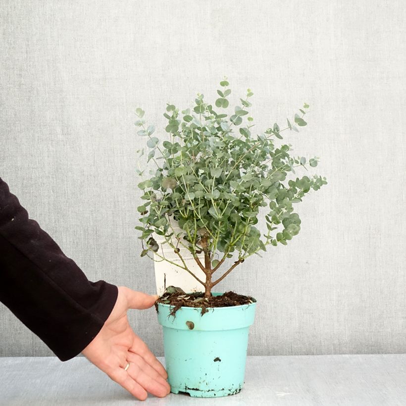 Esemplare di Eucalyptus gunnii Azura Cagire - Eucalipto Vaso da 1,5L/2L come consegnato in autunno