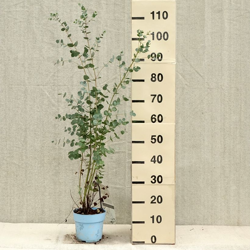 Esemplare di Eucalyptus gunnii Blaue Liebe - Eucalipto Vaso da 2L/3L come consegnato in autunno