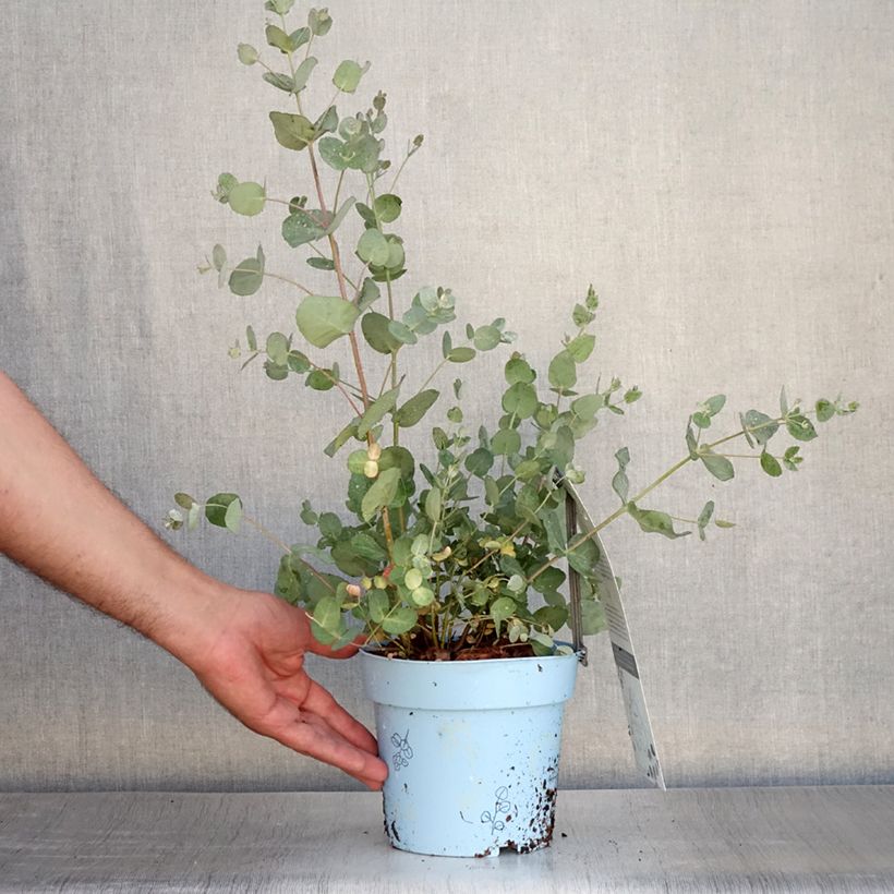 Esemplare di Eucalyptus gunnii Blaue Liebe - Eucalipto Vaso da 2L/3L consegnato in estate