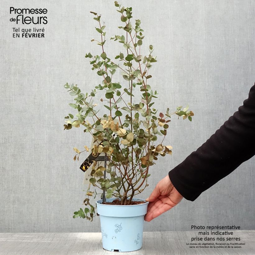 Eucalyptus gunnii Blaue Liebe - Eucalipto Vaso da 2L/3L esemplare consegnato in inverno