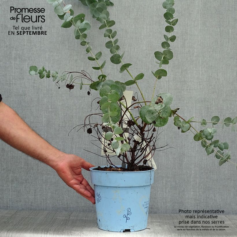 Esemplare di Eucalyptus gunnii Blaue Liebe - Eucalipto Vaso da 6L/7L come consegnato in autunno
