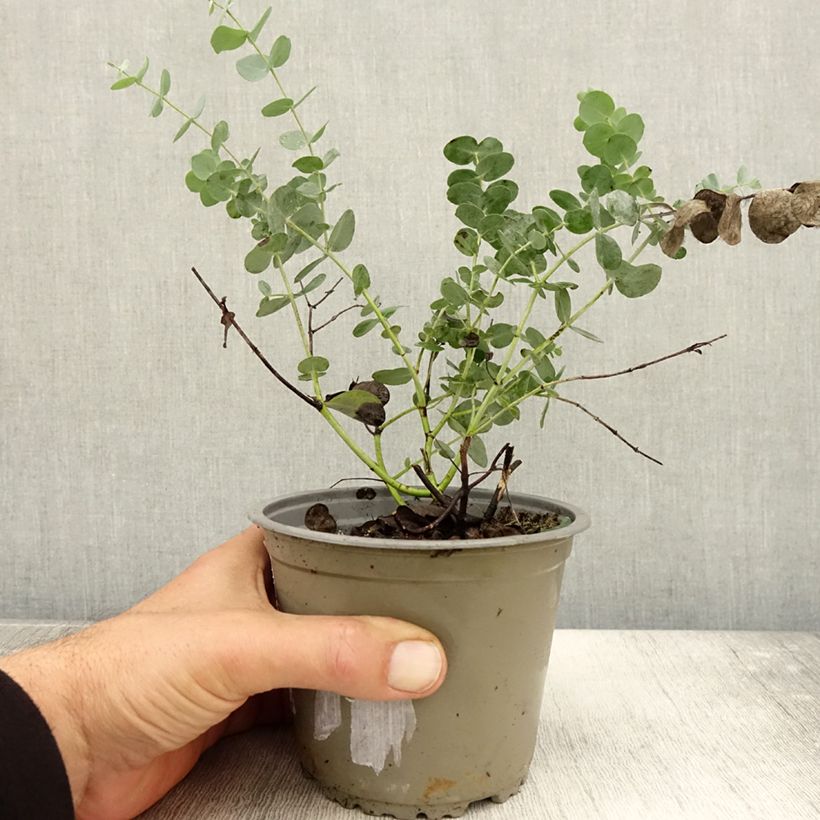 Esemplare di Eucalipto - Eucalyptus gunnii Vaso da 1L/1,5L come consegnato in autunno