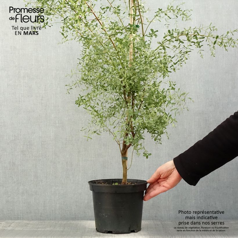 Eucalyptus gunnii France Bleu Rengun - Eucalipto Vaso da 3L/4L esemplare consegnato in primavera