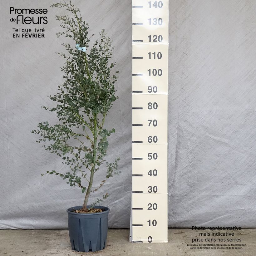 Eucalyptus gunnii France Bleu Rengun - Eucalipto Vaso da 7,5L/10L esemplare consegnato in inverno