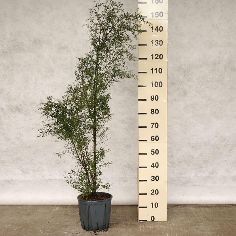 Eucalyptus gunnii France Bleu Rengun - Eucalipto Vaso da 7,5L/10L esemplare consegnato in primavera