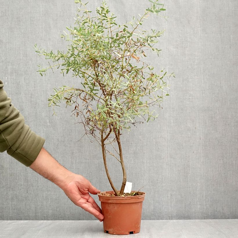 Esemplare di Eucalyptus gunnii France Bleu Rengun - Eucalipto Vaso da 1,5L/2L come consegnato in autunno