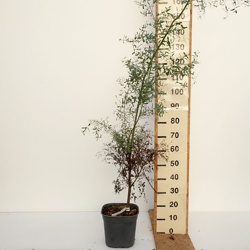 Esemplare di Eucalyptus gunnii France Bleu Rengun - Eucalipto Vaso da 7,5L/10L come consegnato in autunno