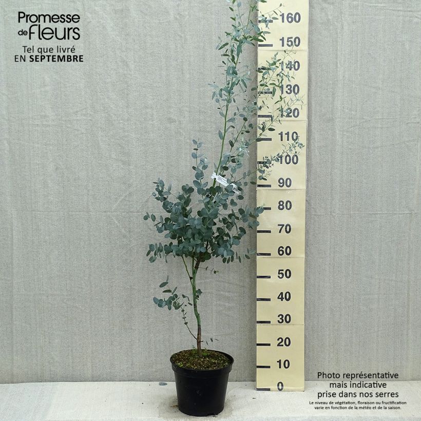 Esemplare di Eucalyptus gunnii Silverana - Eucalipto Vaso da 4L/5L come consegnato in autunno