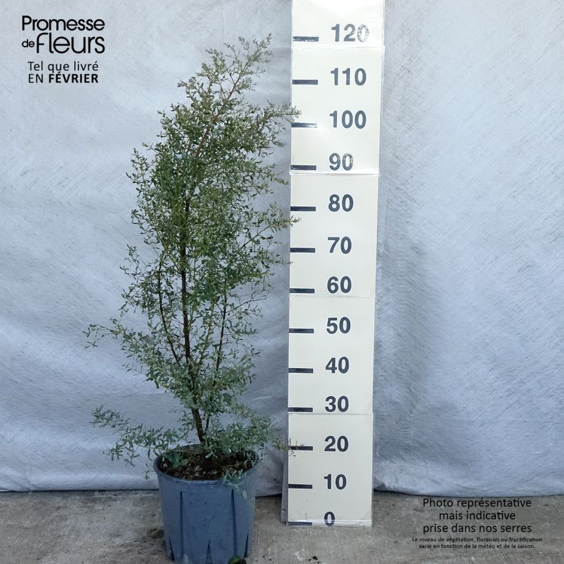 Eucalyptus gunnii Silverana - Eucalipto Vaso da 4L/5L esemplare consegnato in inverno