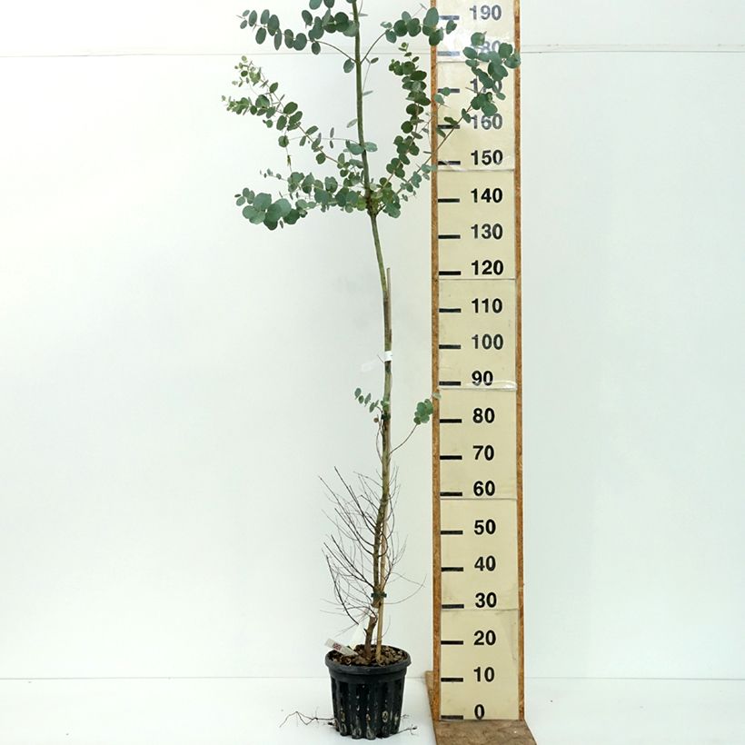 Esemplare di Eucalyptus gunnii subsp divaricata - Eucalipto Vaso da 4L/5L consegnato in estate
