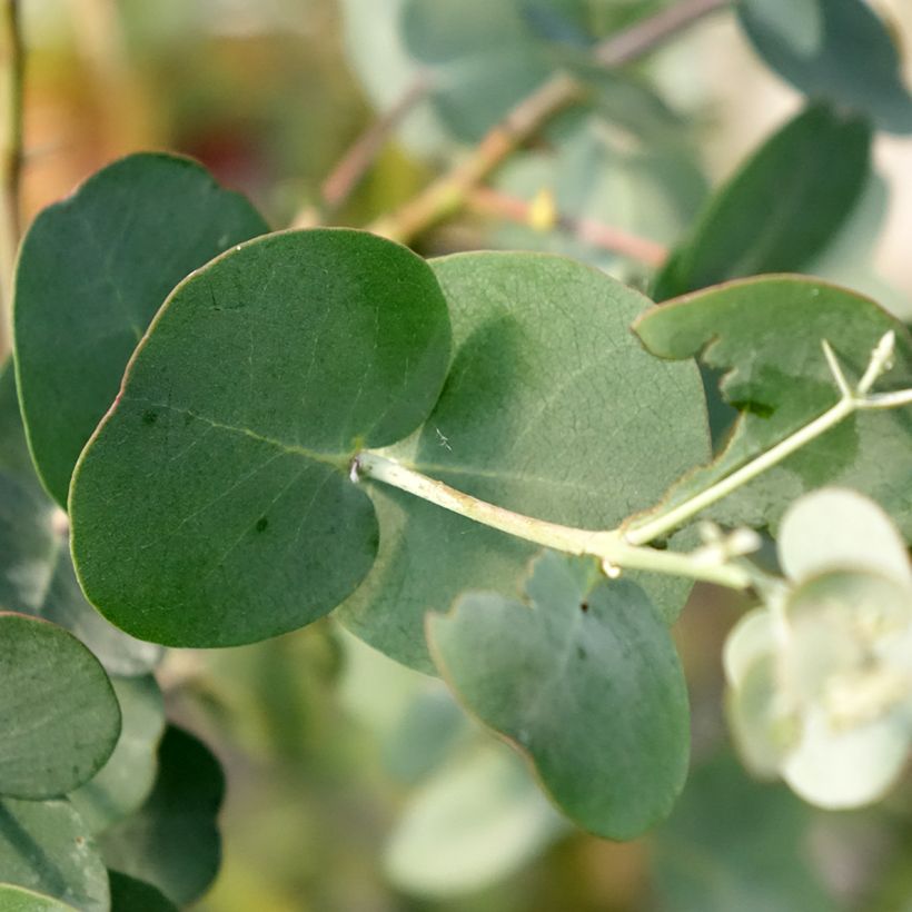 Eucalyptus gunnii subsp divaricata - Eucalipto (Fogliame)