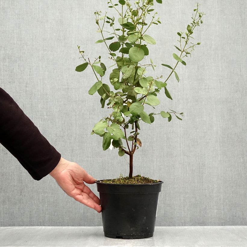 Esemplare di Eucalyptus johnstonii - Eucalipto Vaso da 4L/5L come consegnato in autunno
