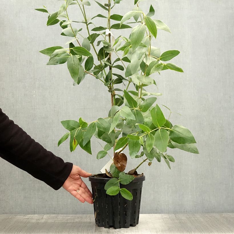 Esemplare di Eucalyptus kitsoniana - Eucalipto Vaso da 4L/5L come consegnato in autunno