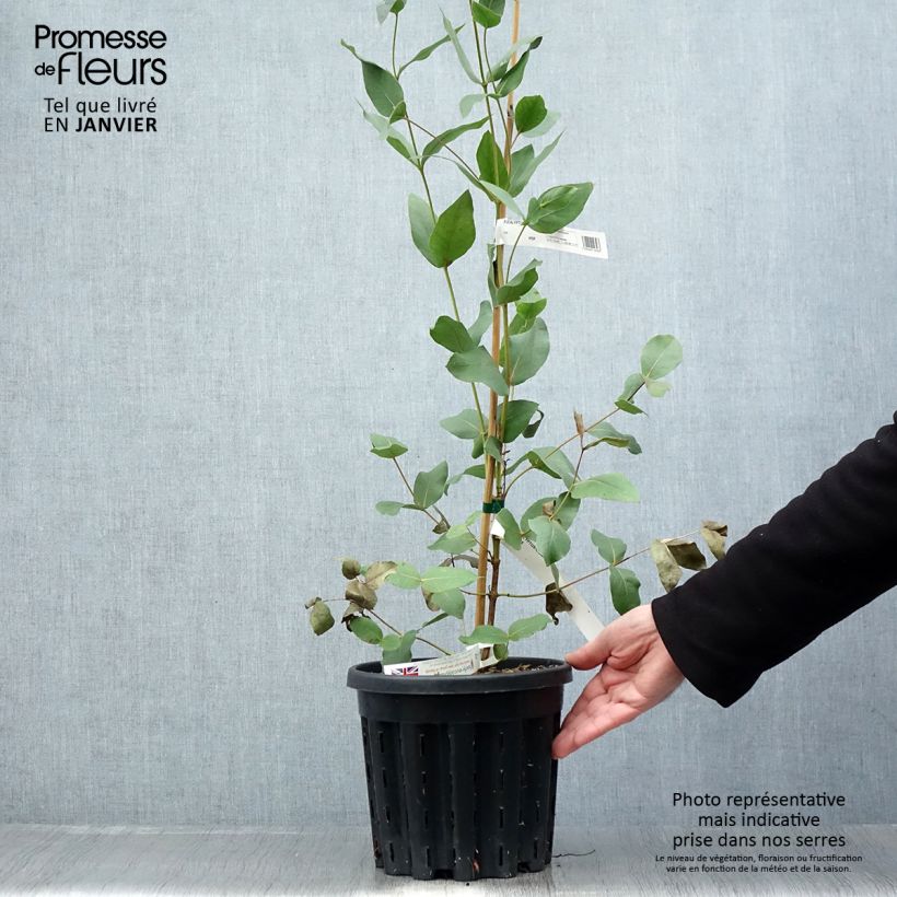 Eucalyptus kitsoniana - Eucalipto Vaso da 4L/5L esemplare consegnato in inverno