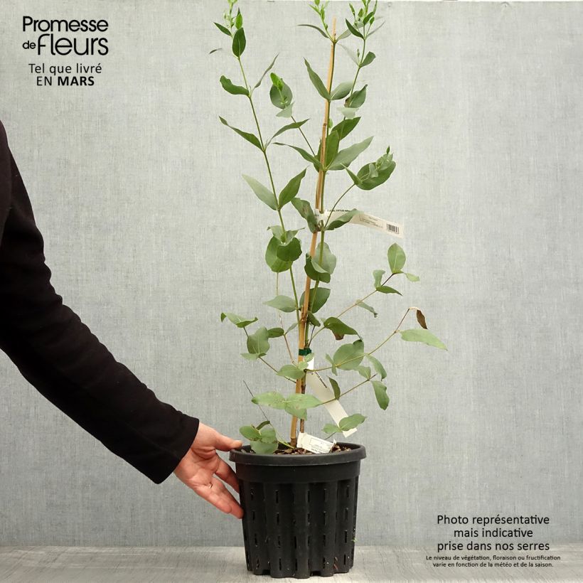 Eucalyptus kitsoniana - Eucalipto Vaso da 4L/5L esemplare consegnato in primavera
