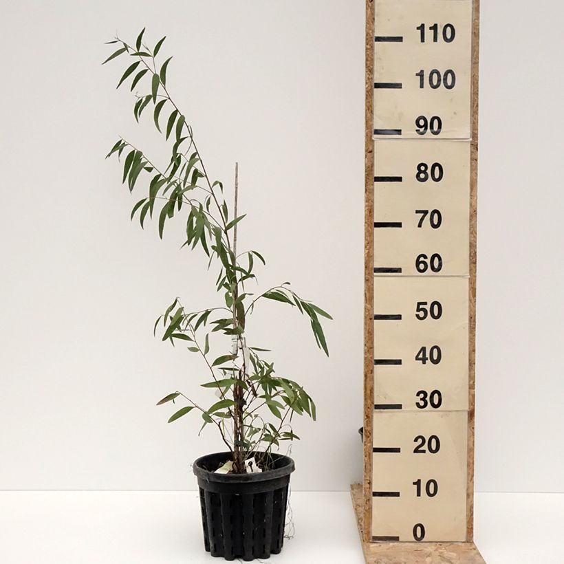 Eucalyptus kybeanensis - Eucalipto Vaso da 4L/5L esemplare consegnato in inverno
