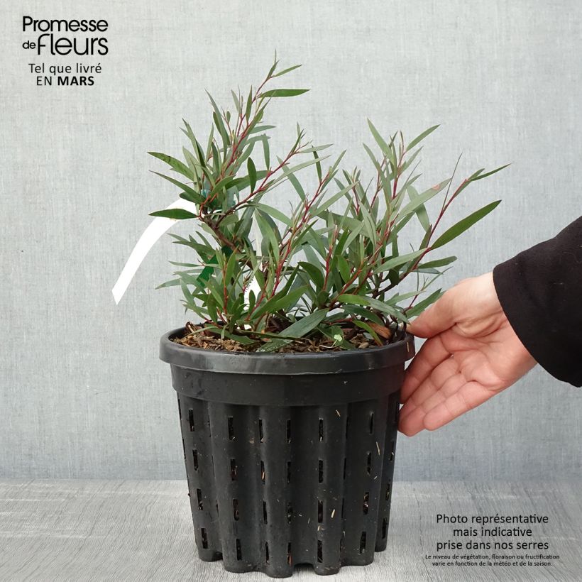 Eucalyptus kybeanensis - Eucalipto Vaso da 4L/5L esemplare consegnato in primavera