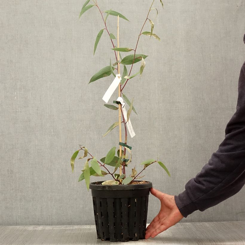 Esemplare di Eucalyptus lacrimans - Eucalipto Vaso da 4L/5L come consegnato in autunno