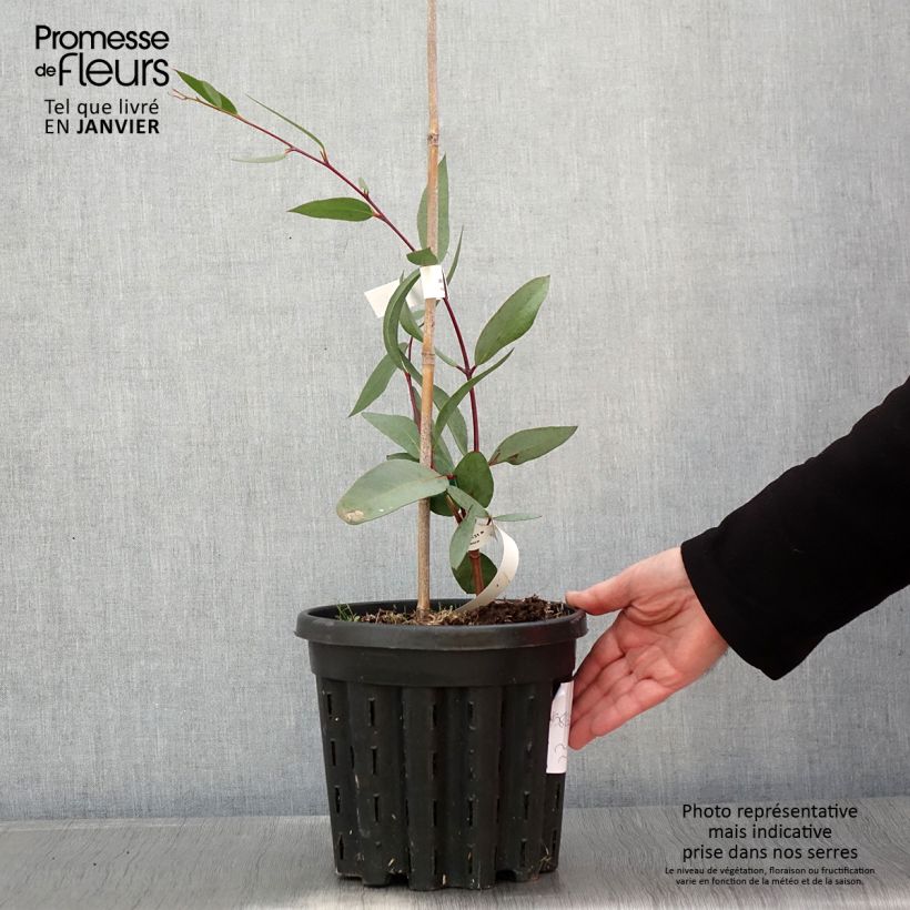 Eucalyptus lacrimans - Eucalipto Vaso da 4L/5L esemplare consegnato in inverno
