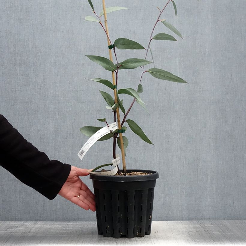 Eucalyptus lacrimans - Eucalipto Vaso da 4L/5L esemplare consegnato in primavera