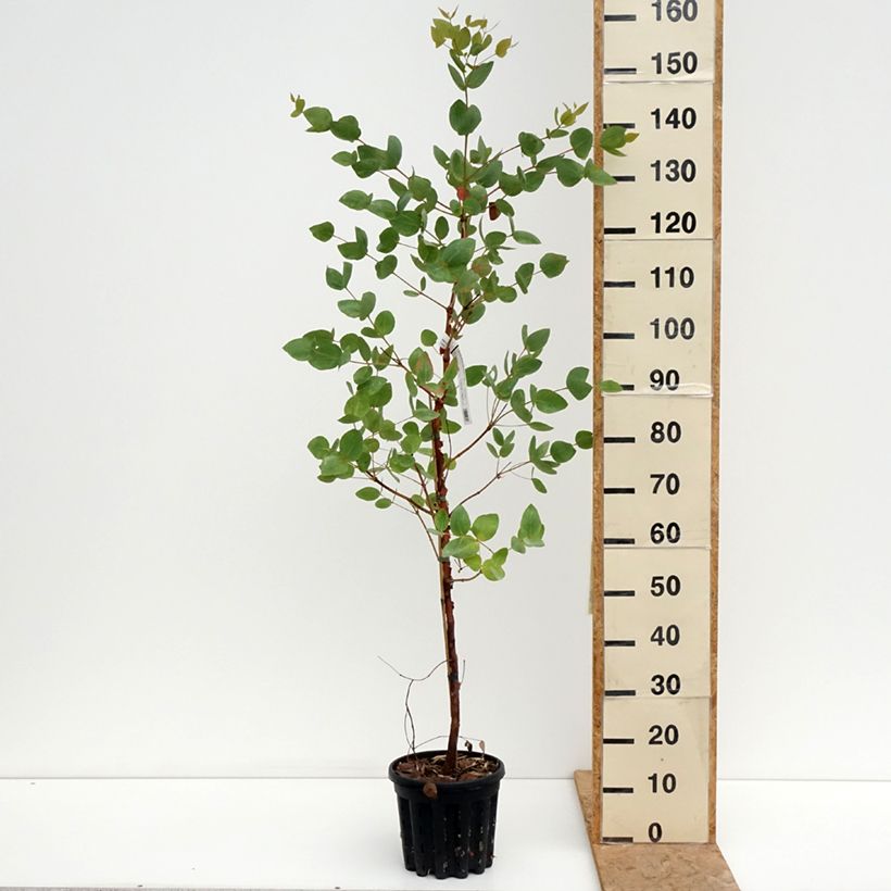 Esemplare di Eucalyptus leucoxylon Rosea - Eucalipto Vaso da 4L/5L consegnato in estate