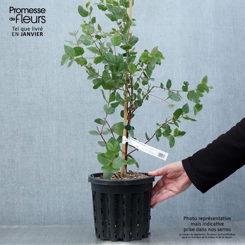 Eucalyptus leucoxylon Rosea - Eucalipto Vaso da 4L/5L esemplare consegnato in inverno